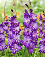 Bulbi Gladiole - Flirty - Pachet 3 Bulb - Aqua Flowers
