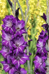 Bulbi Gladiole - Flirty - Pachet 3 Bulb - Aqua Flowers