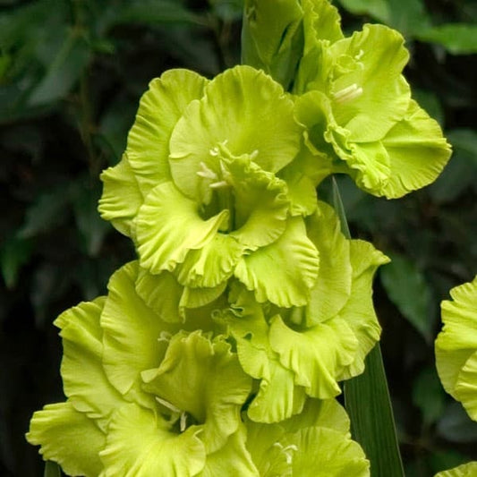 Bulbi Gladiole - Green Star - Pachet 3 Bulb - Aqua Flowers