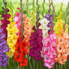 Bulbi Gladiole MIX - Pachet 5 Bulb - Aqua Flowers