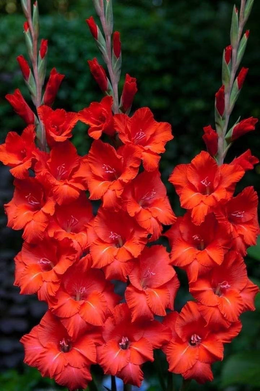 Bulbi Gladiole - Oscar - Pachet 3 Bulb - Aqua Flowers