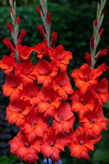 Bulbi Gladiole - Oscar - Pachet 3 Bulb - Aqua Flowers