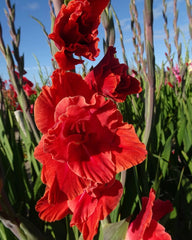 Bulbi Gladiole - Oscar - Pachet 3 Bulb - Aqua Flowers