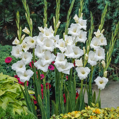 Bulbi Gladiole - White Prosperity - Pachet 3 Bulbi