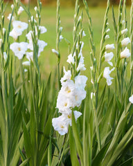 Bulbi Gladiole - White Prosperity - Pachet 3 Bulbi