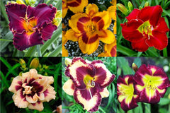 Bulbi Hemerocallis - Mixt- Pachet 6x - Explozie de Culoare in Gradina Ta!