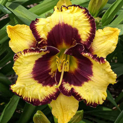 Bulbi Hemerocallis - Open My Eyes - Pachet 1 Bulb - Aqua Flowers