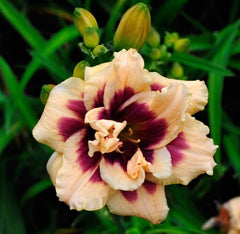 Bulbi Hemerocallis - Roswitha - Pachet 1 Bulb - Aqua Flowers