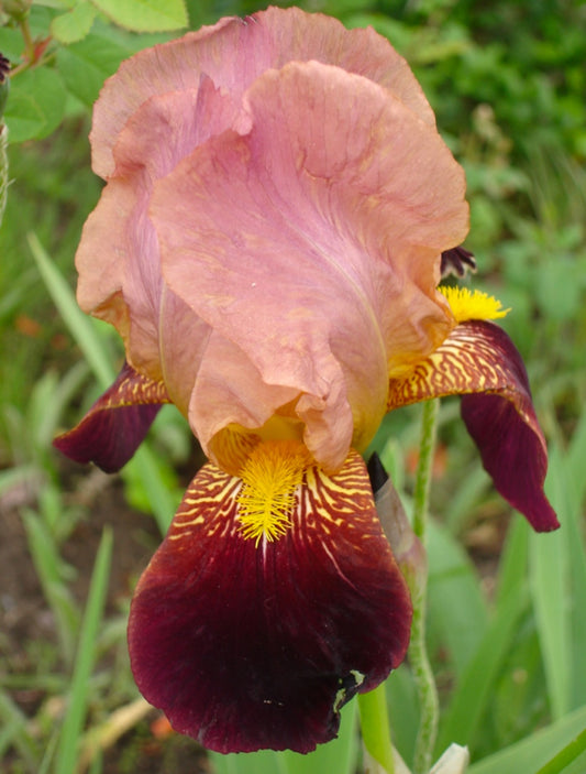 Bulbi Iris Germanica - Cimarron Strip - Pachet 1 Bulb - Aqua Flowers