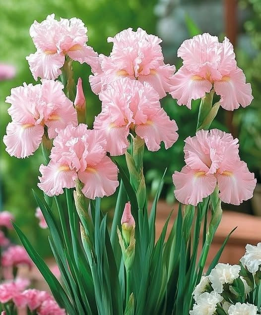 Bulbi Iris Germanica - Ski Pink - Pachet 1 Bulb - Aqua Flowers