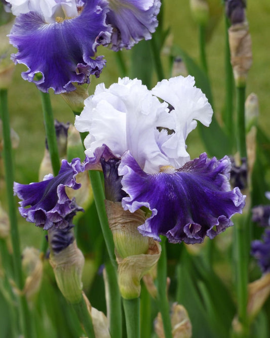 Bulbi Iris Germanica - Ski Run - Pachet 1 Bulb - Aqua Flowers