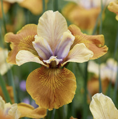 Bulbi Iris Sibirica - Colonel Mustard - Pachet 1 Bulb - Aqua Flowers