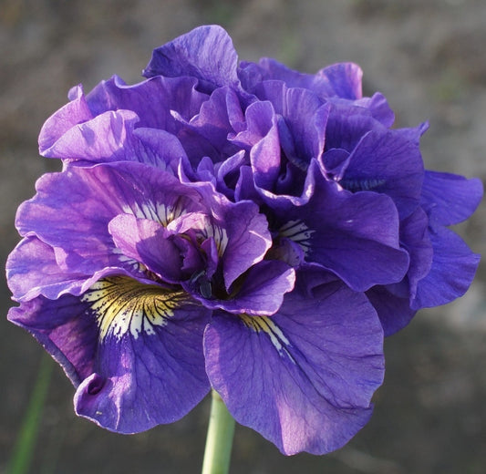 Bulbi Iris Sibirica - Double Standard - Pachet 1 Bulb - Aqua Flowers