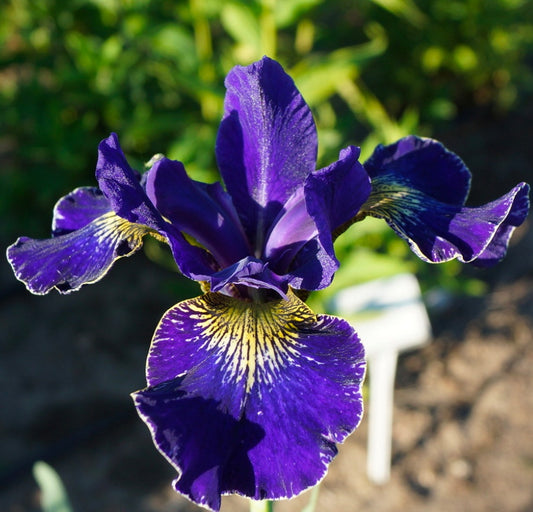 Bulbi Iris Sibirica - Golden Edge - Pachet 1 Bulb - Aqua Flowers