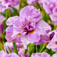 Bulbi Iris Sibirica - Pink Parfait - Pachet 1 Bulb - Aqua Flowers