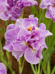 Bulbi Iris Sibirica - Pink Parfait - Pachet 1 Bulb - Aqua Flowers