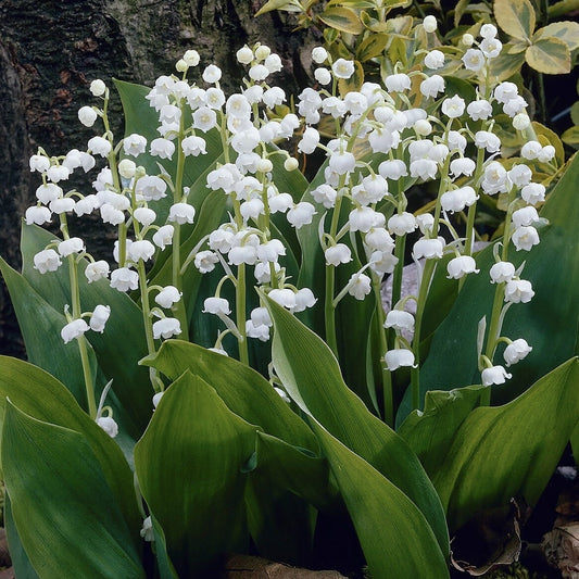 Bulbi Lacramioare - Lily of the Valley - Pachet 5 Bulb - Aqua Flowers
