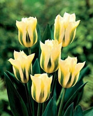 Bulbi de Lalele Yellow Spring Green - Pachet 3 Bulbi, Aqua Flowers
