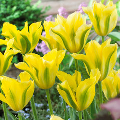 Bulbi de Lalele Yellow Spring Green - Pachet 3 Bulbi, Aqua Flowers