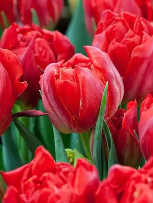 Bulbi Lalele Abba - Pachet 5 Bulbi - Aqua Flowers