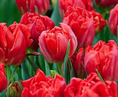 Bulbi Lalele Abba - Pachet 5 Bulbi - Aqua Flowers