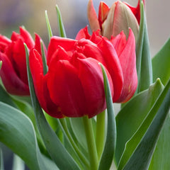 Bulbi Lalele Abba - Pachet 5 Bulbi - Aqua Flowers