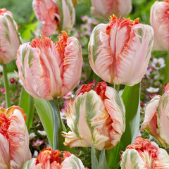 Bulbi de Lalele Apricot Parrot - Pachet 3 Bulbi, Aqua Flowers