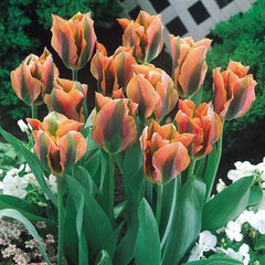 Bulbi Lalele Artist - Pachet 5 Bulbi - Aqua Flowers