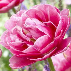 Bulbi Lalele Aveyron - Pachet 5 Bulbi - Aqua Flowers