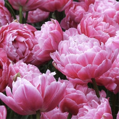 Bulbi Lalele Aveyron - Pachet 5 Bulbi - Aqua Flowers