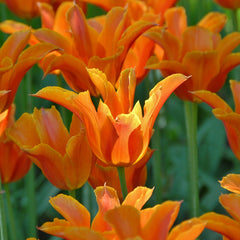 Bulbi de Lalele Ballerina - Pachet 3 Bulbi, Aqua Flowers