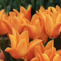 Bulbi de Lalele Ballerina - Pachet 3 Bulbi, Aqua Flowers