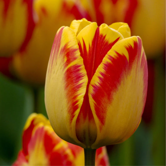 Bulbi Lalele Banja Luka - Pachet 5 Bulbi - Aqua Flowers