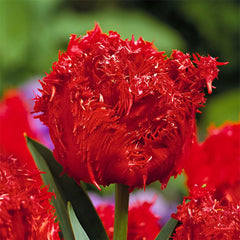 Bulbi Lalele Barbados - Pachet 5 Bulbi - Aqua Flowers