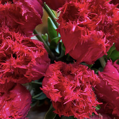 Bulbi Lalele Barbados - Pachet 5 Bulbi - Aqua Flowers