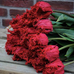 Bulbi Lalele Barbados - Pachet 5 Bulbi - Aqua Flowers