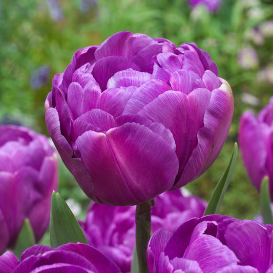 Bulbi Lalele Blue Diamond - Pachet 5 Bulbi - Aqua Flowers