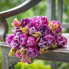 Bulbi de Lalele Blue Diamond - Pachet 3 Bulbi, Aqua Flowers