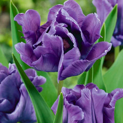 Bulbi de Lalele Blue Parrot - Pachet 3 Bulbi, Aqua Flowers