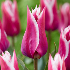 Bulbi Lalele Claudia - Pachet 5 Bulbi - Aqua Flowers