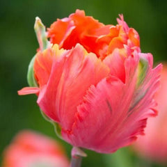 Bulbi Lalele Comet - Pachet 5 Bulbi - Aqua Flowers