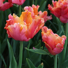 Bulbi Lalele Comet - Pachet 5 Bulbi - Aqua Flowers