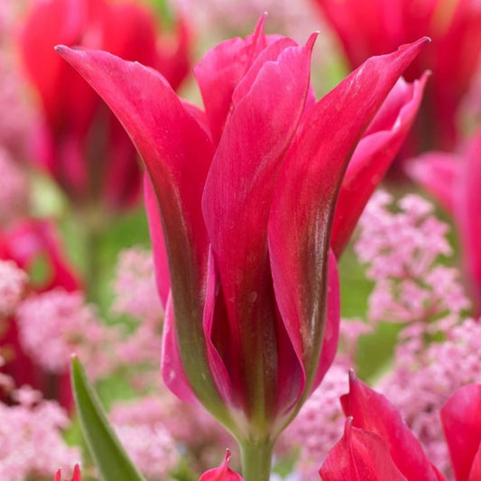 Bulbi Lalele Doll’s Minuet - Pachet 5 Bulbi - Aqua Flowers