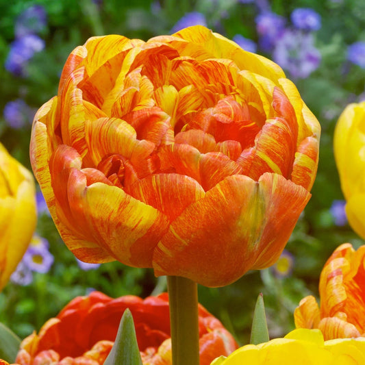 Bulbi Lalele Double Beauty of Apeldoorn - Pachet 5 Bulbi - Aqua Flowers