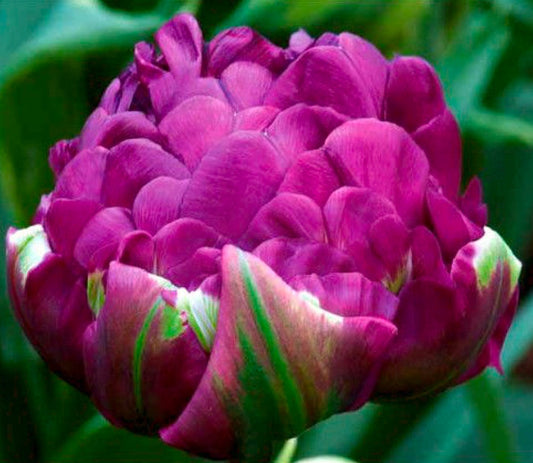 Bulbi Lalele Double Negrita - Pachet 5 Bulbi - Aqua Flowers