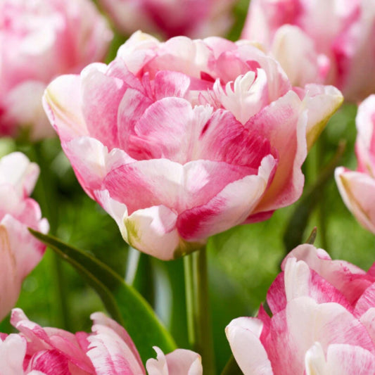 Bulbi Lalele Double Shake - Pachet 5 Bulbi - Aqua Flowers