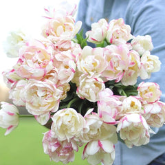 Bulbi de Lalele Double Shake - Pachet 3 Bulbi, Aqua Flowers