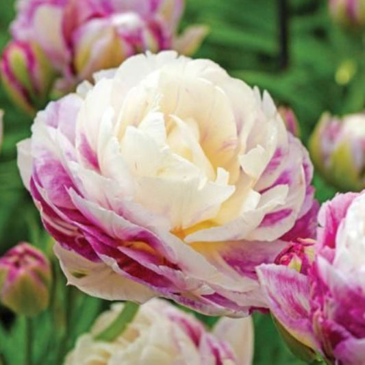 Bulbi Lalele Double Surprise - Pachet 5 Bulbi - Aqua Flowers