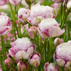 Bulbi de Lalele Double Surprise - Pachet 3 Bulbi, Aqua Flowers