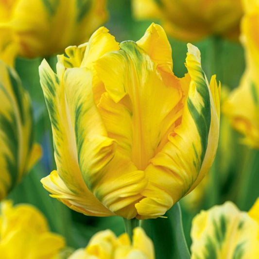 Bulbi Lalele Eagle Wings - Pachet 5 Bulbi - Aqua Flowers